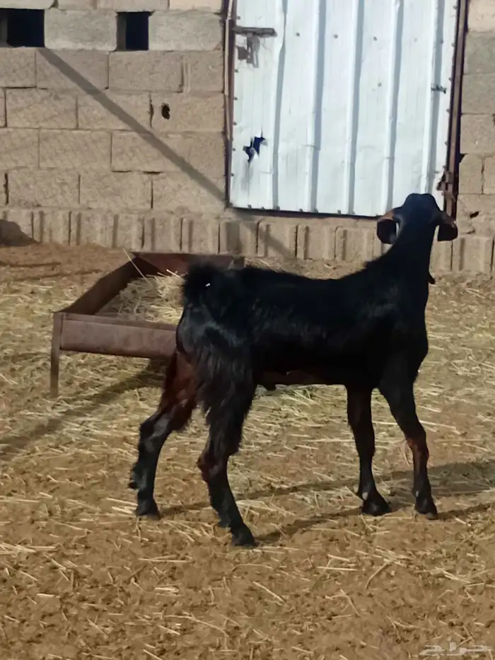 مشروع تيس فحل 1