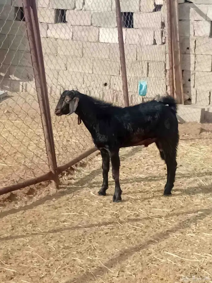 مشروع تيس فحل 5