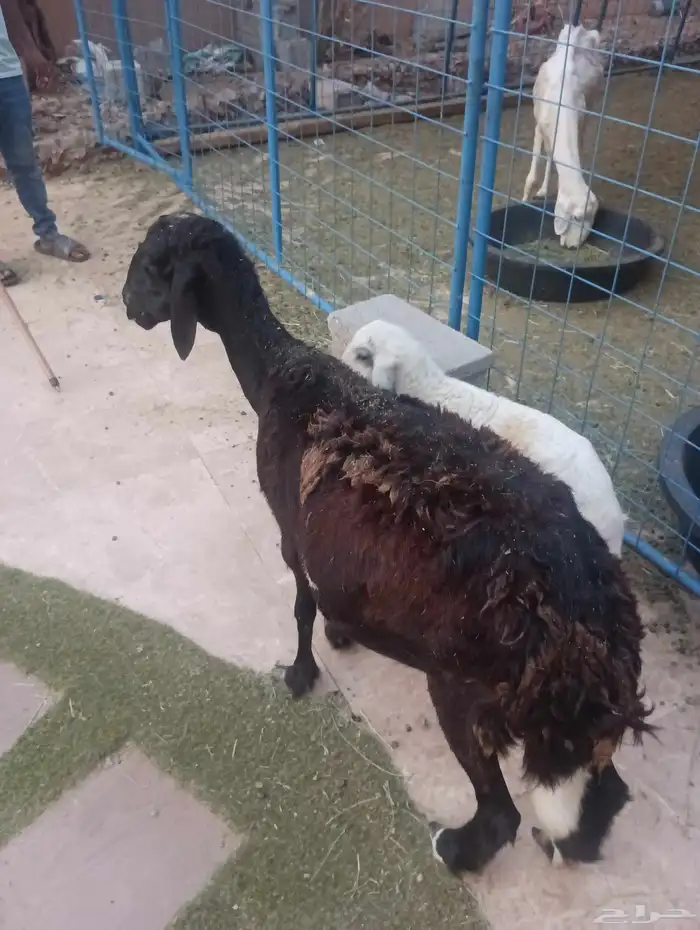 نعجه سواكنيه يتبعها رخل 2