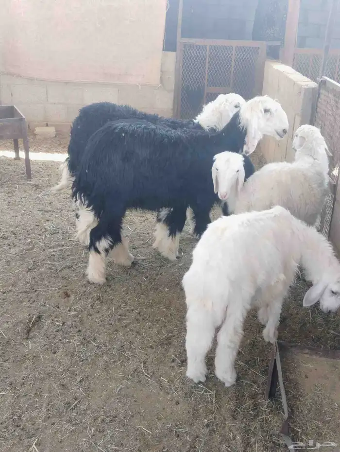 2خروف حرى عمر 3شعر 2رخل نجدي عمر 4شعر 2