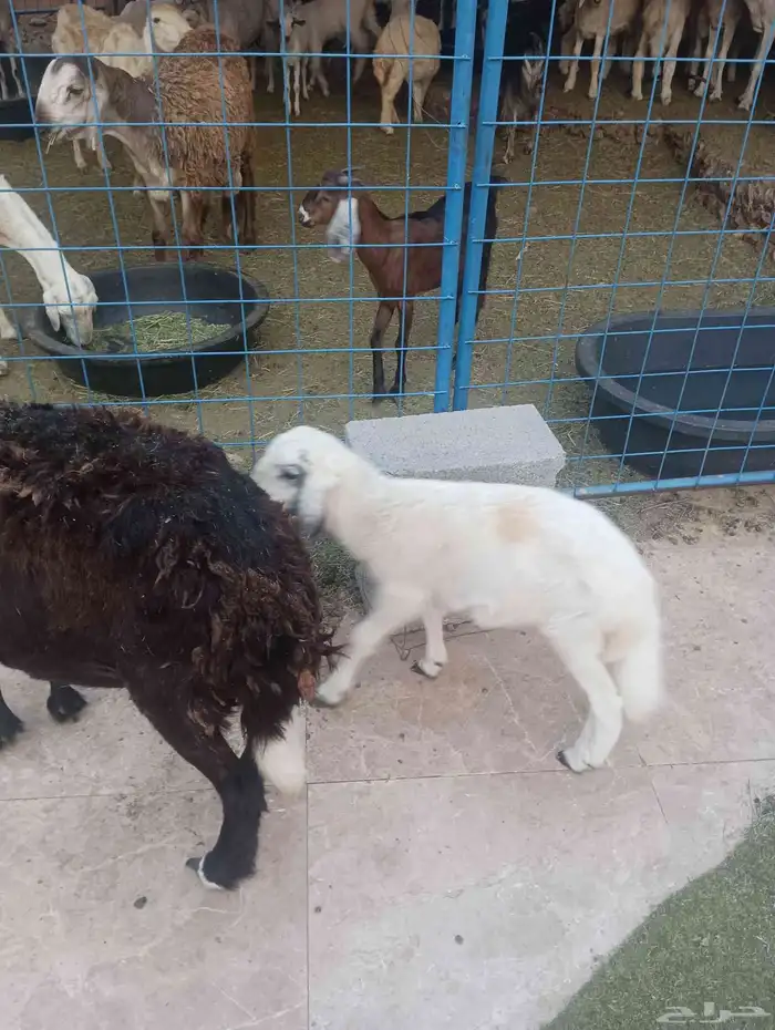 نعجه سواكنيه يتبعها رخل 4