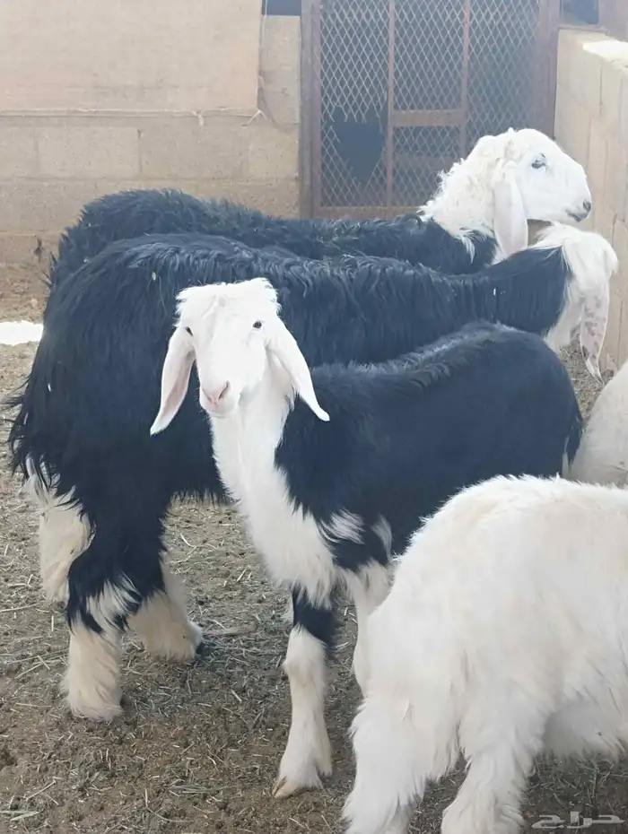 2خروف حرى عمر 3شعر 2رخل نجدي عمر 4شعر 0