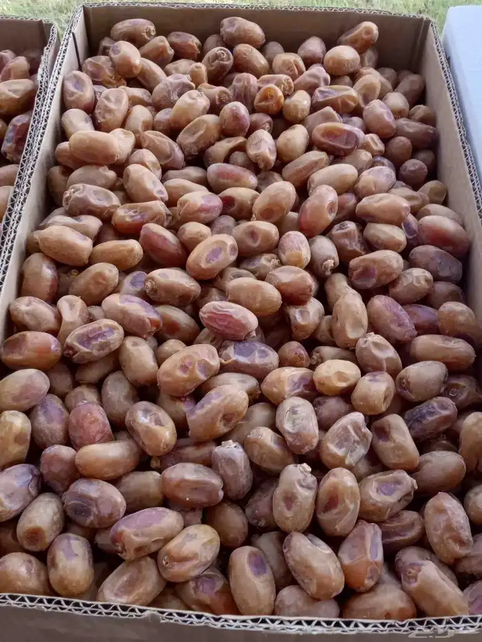 الخرج الدلم 5