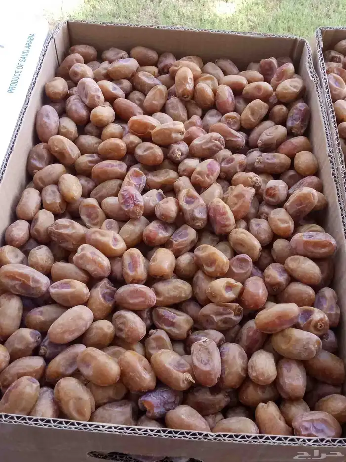 الخرج الدلم 1