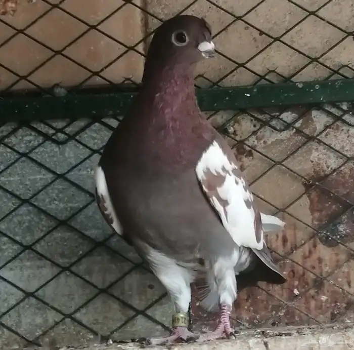 ذكر شاينيز صيني 1