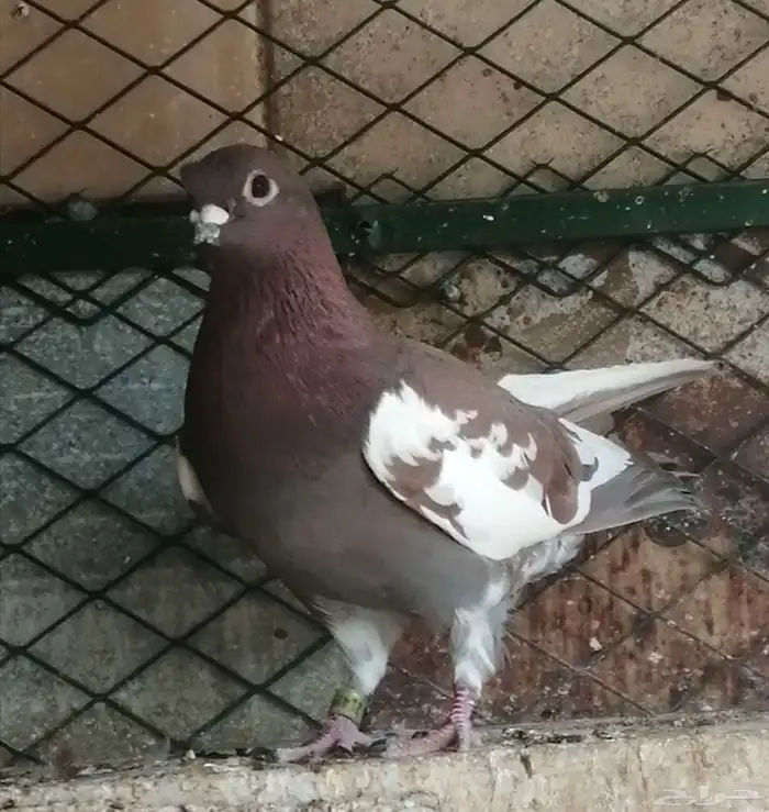 ذكر شاينيز صيني 2