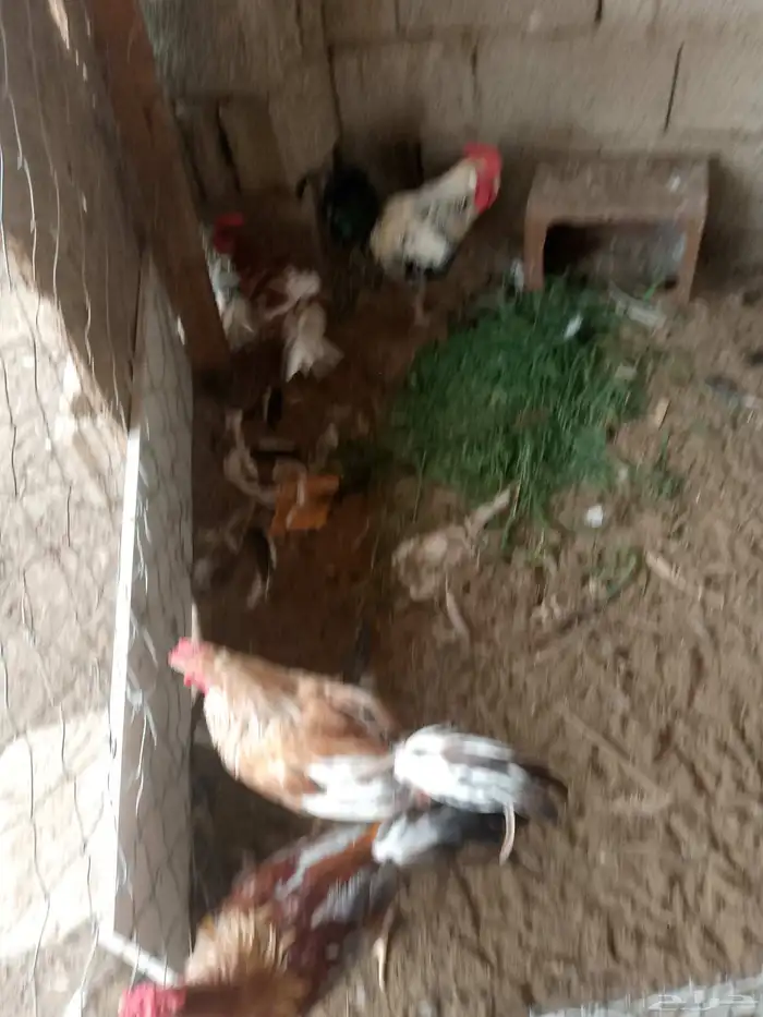 ديوكه بلدي الواحد 35 لا يجي ألا الصامل 0