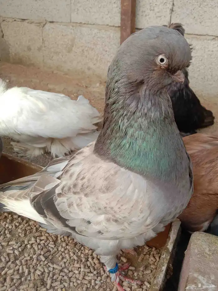 جوز لونق فيس 0