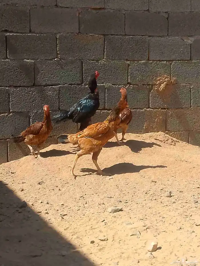 السلام عليكم اعرض دجاج باكستاني ديك وا ثلاث دجاجات 0