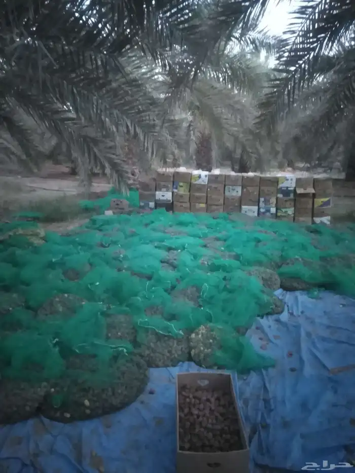 يوجد لدينا عمال صرام وقص عذواق 1