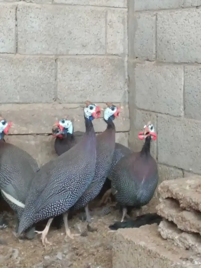 دجاج حبشى 2