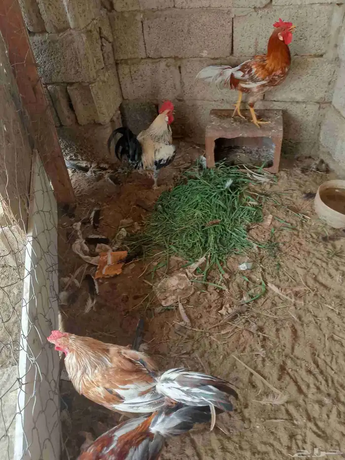 ديوكه بلدي الواحد 35 لا يجي ألا الصامل 1