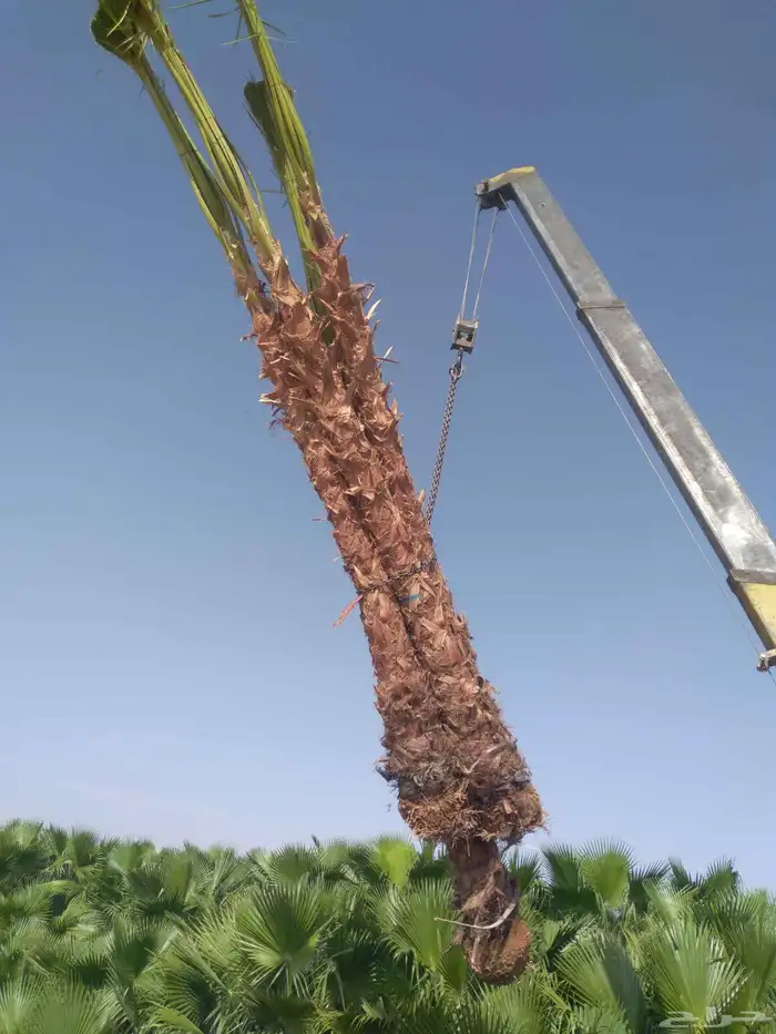 مقاول نخيل عربي وواشنطن توريد وزراعه 1