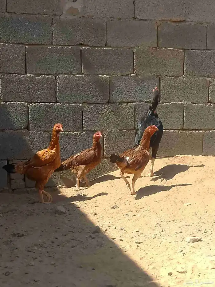 السلام عليكم اعرض دجاج باكستاني ديك وا ثلاث دجاجات 2