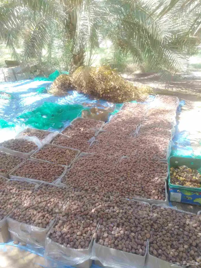 يوجد لدينا عمال صرام وقص عذواق 0