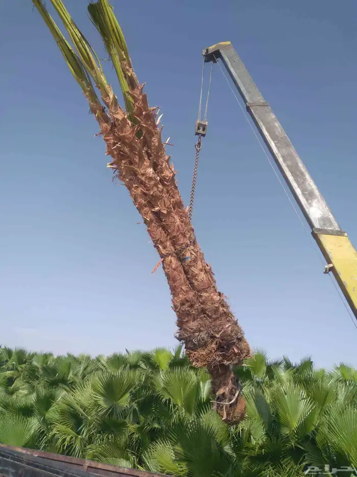 مقاول نخيل عربي وواشنطن توريد وزراعه 0