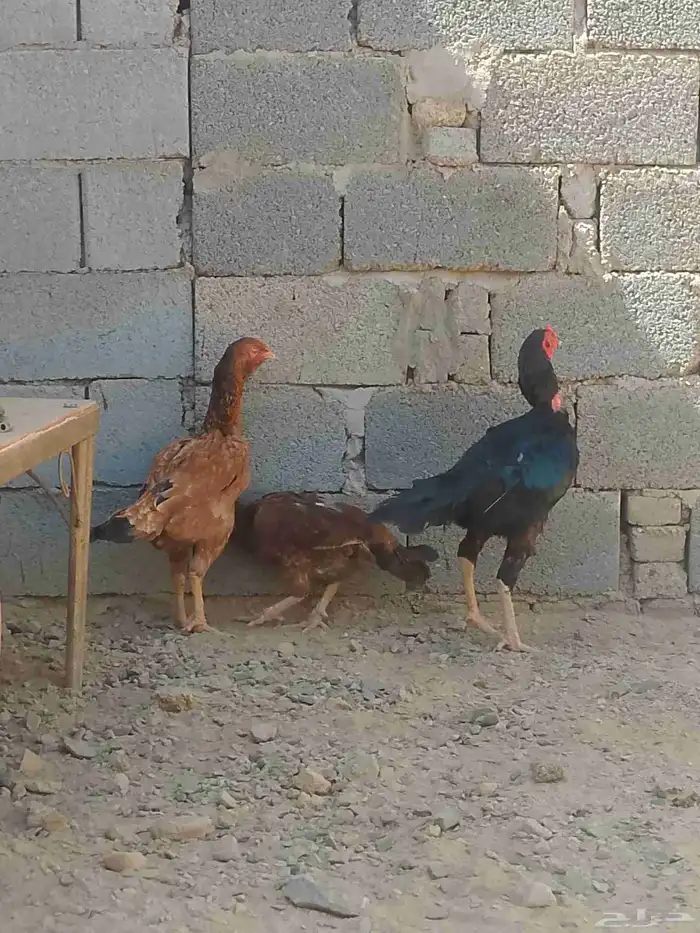 السلام عليكم اعرض دجاج باكستاني ديك وا ثلاث دجاجات 4