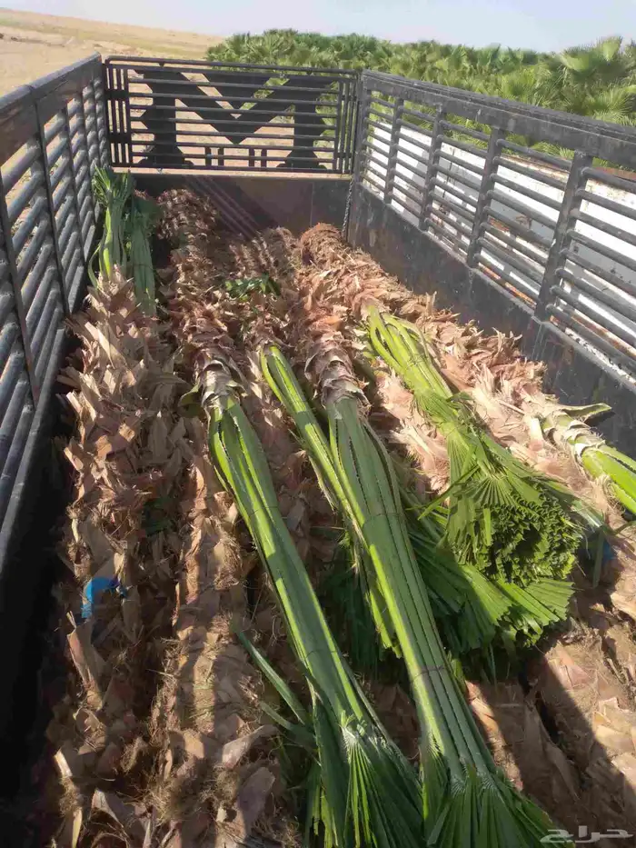 مقاول نخيل عربي وواشنطن توريد وزراعه 2