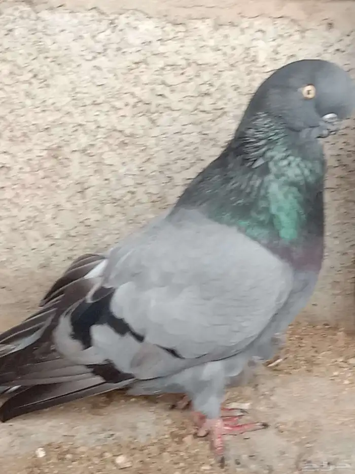 جوز لونق فيس 1