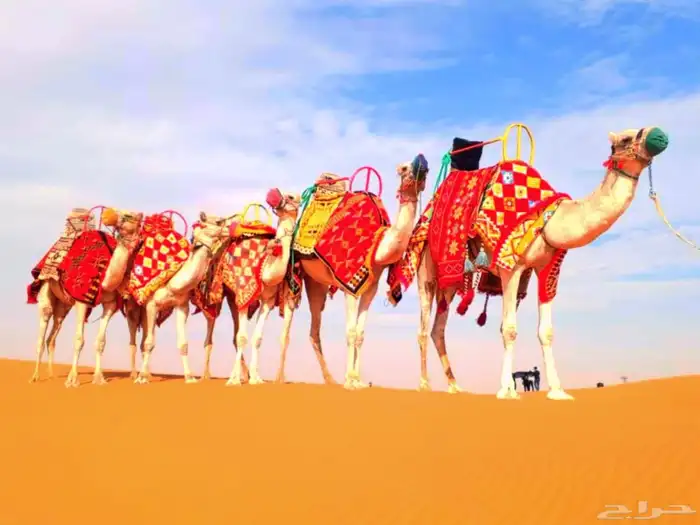 سلام عليكم يوجد لدينا اجار خيل و جمال وسيسي يوم اسبوع شهر 2
