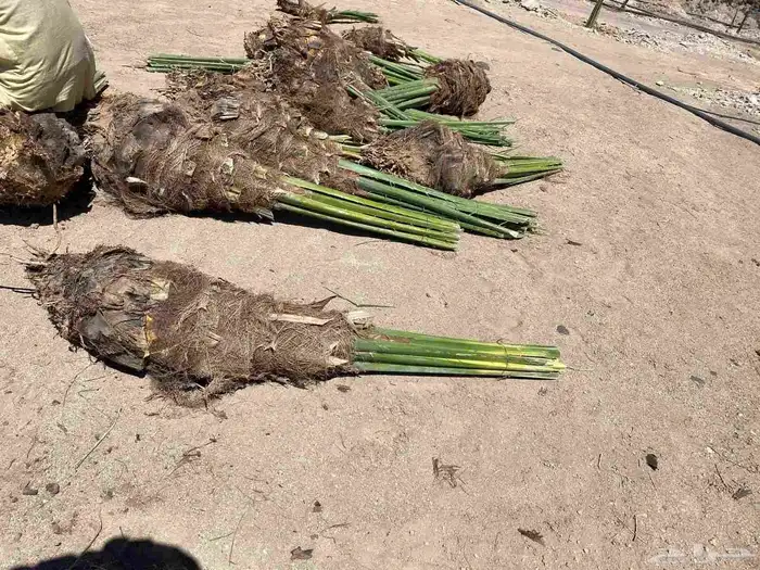 نخيل 3