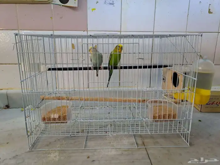 طيور الحب ما شاء الله تبارك الله 0