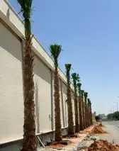 مقاول نخيل عربي وواشنطن توريد وزراعه 7