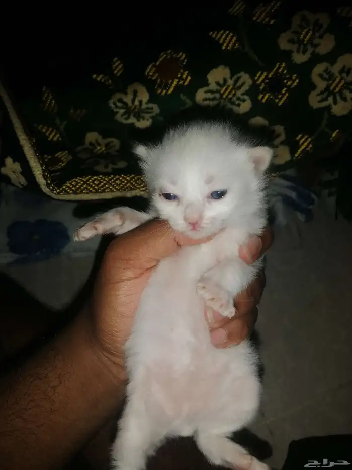 قطط شيرازي صغيره للبيع 8