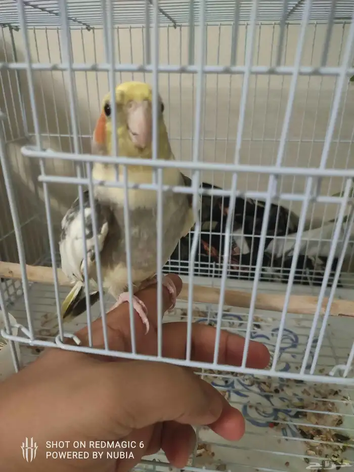 طير كروان ذكر اليف 2