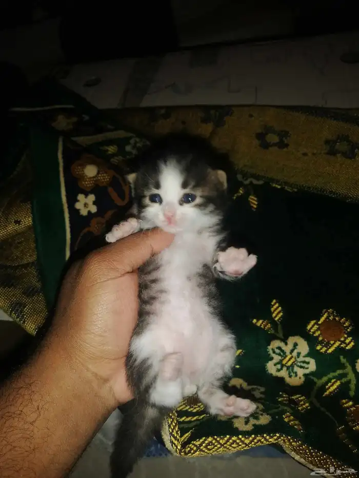 قطط شيرازي صغيره للبيع 1