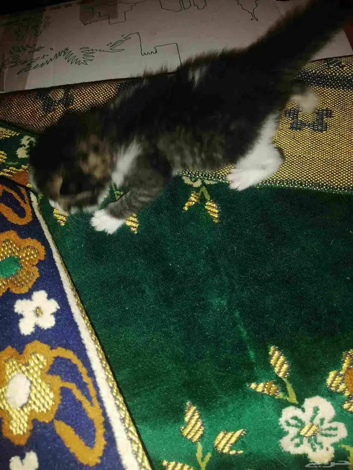 قطط شيرازي صغيره للبيع 13