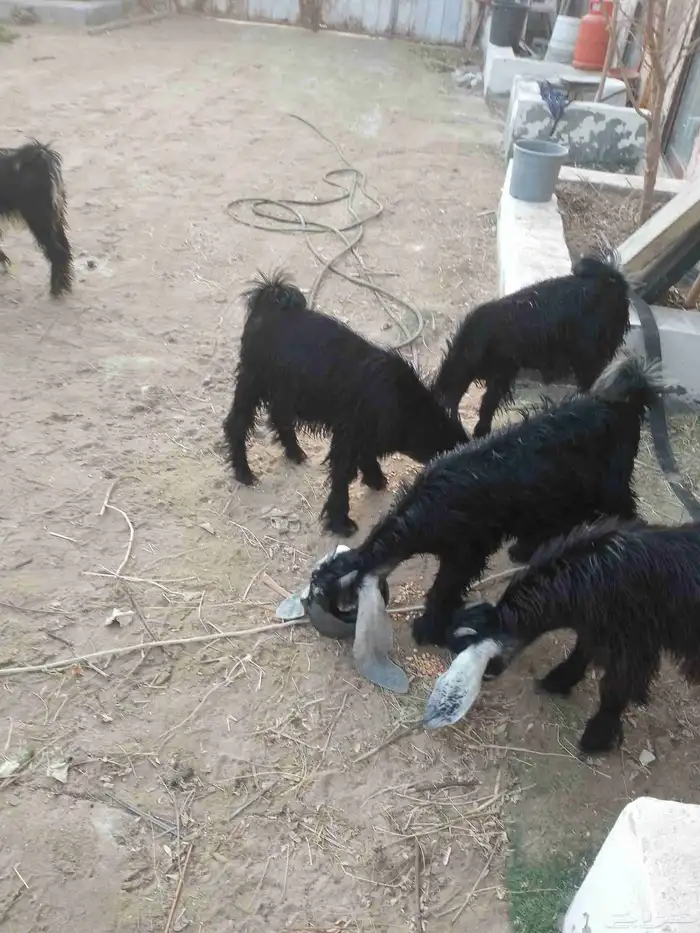 3تيوس 2جفرات عمر شهرين ونص 1