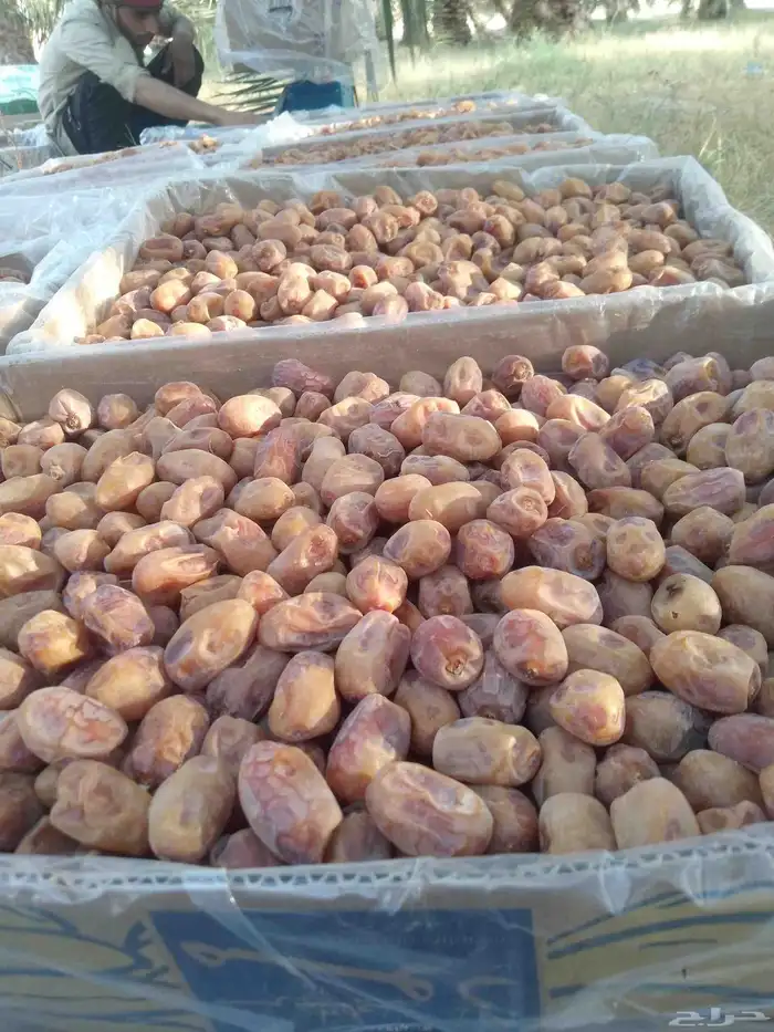تمور فاخره للبيع اخلاص 1