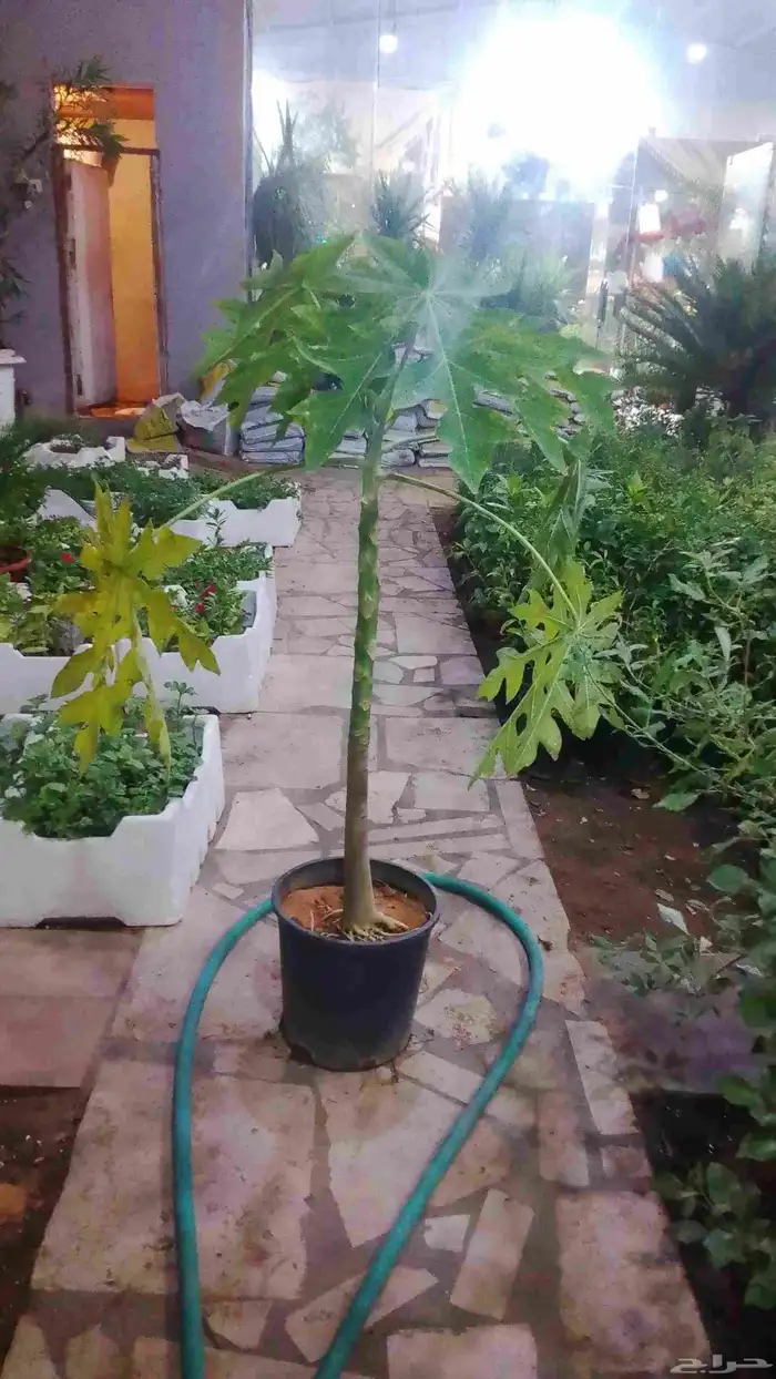 مشتل ومزارع لزراعه الشتلات وبيع الزهوروقص الشجر 18