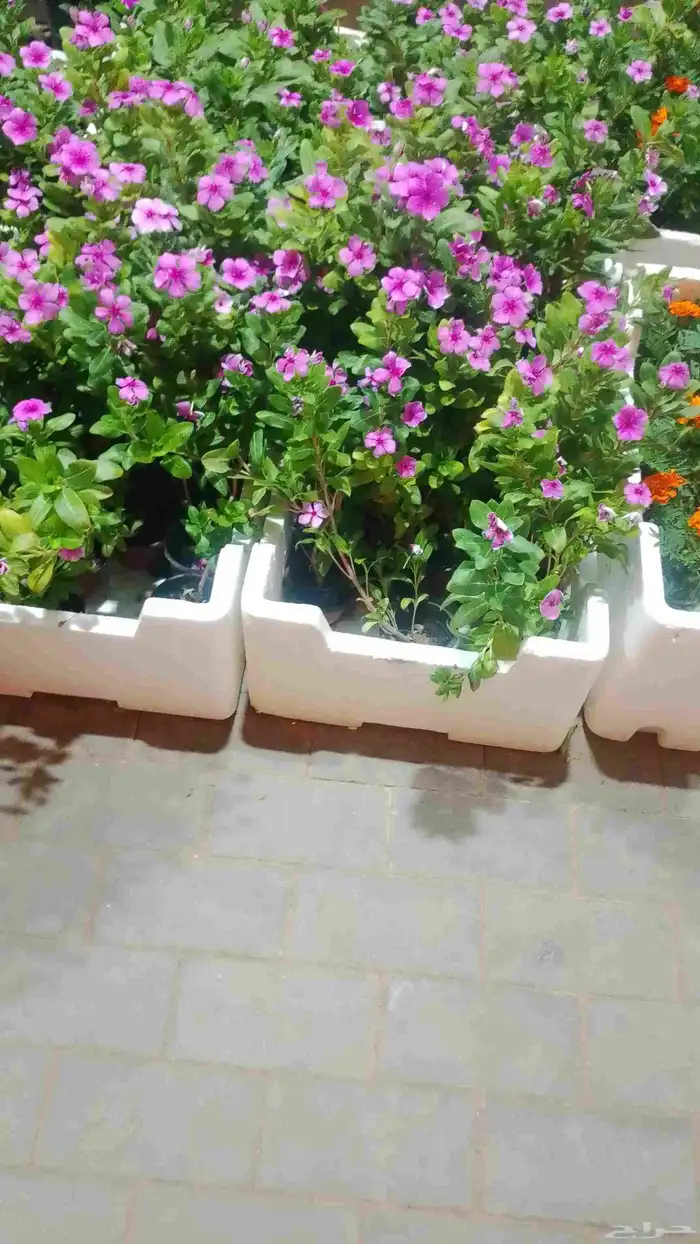 مزارع لزراعة وبيع الشتلات وقص الشجر 5