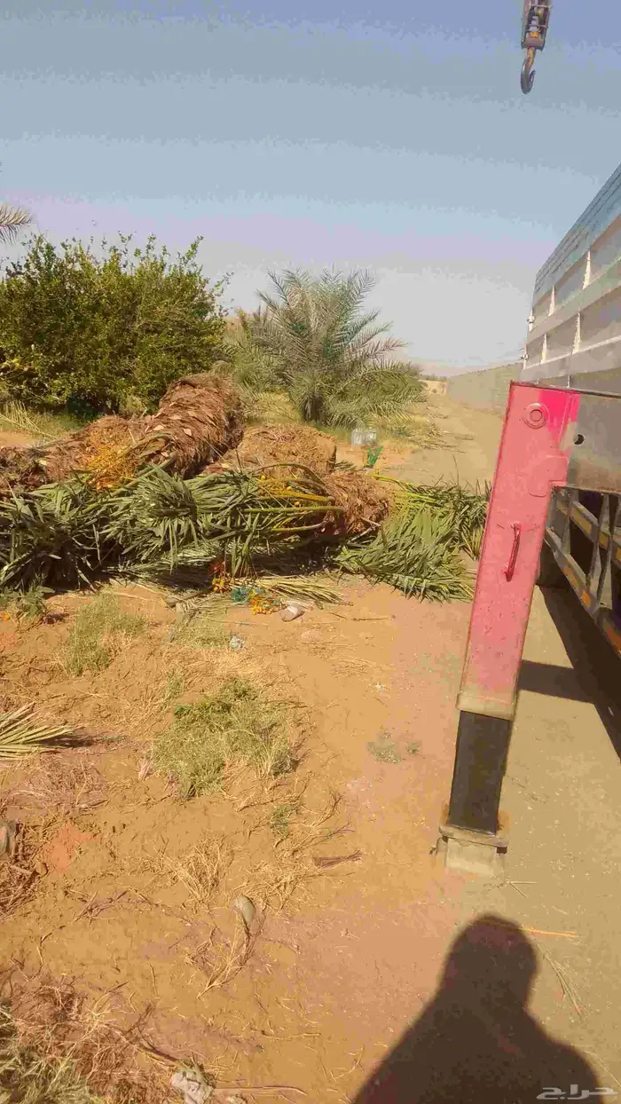نخل مثمر نقايل صغيره وكبيره حسب الطلب انواع كثيره وفاخره 2