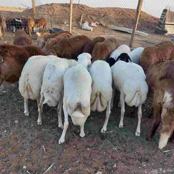 خرفان طيبه 7