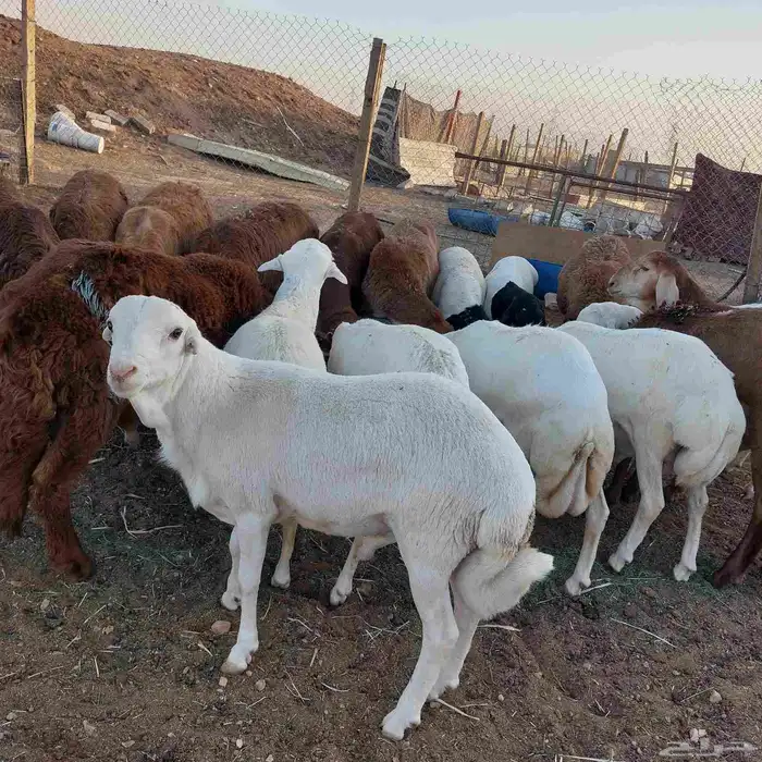 خرفان طيبه 6