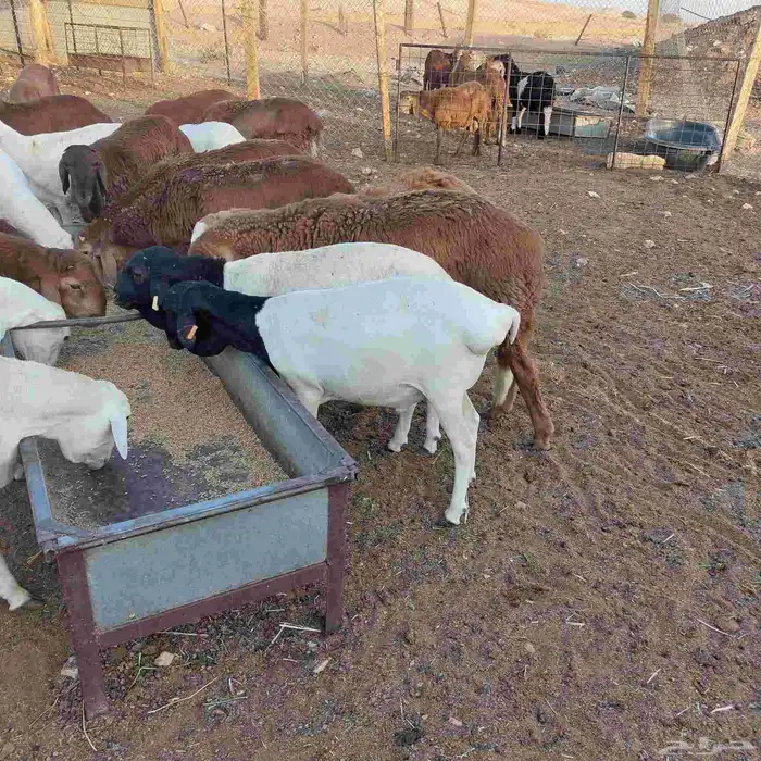 خرفان طيبه 3