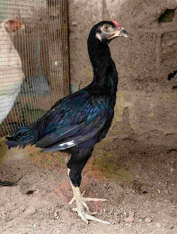 باكستاني أصيل ثلاثة أشهر 1