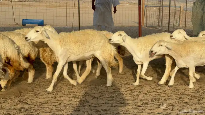 غنم حريات رخال جدعات 2