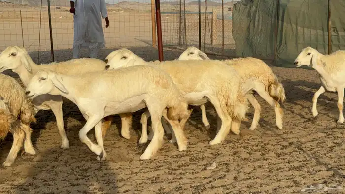 غنم حريات رخال جدعات 4