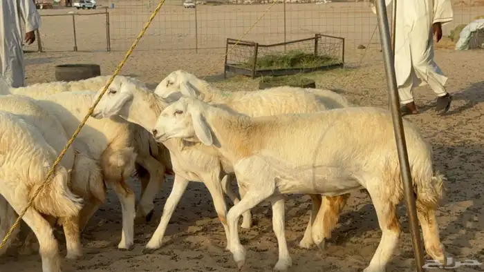 غنم حريات رخال جدعات 1