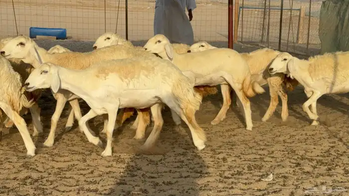 غنم حريات رخال جدعات 3
