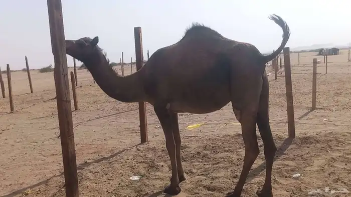 بكره جدعه لقحه مشروطه 4