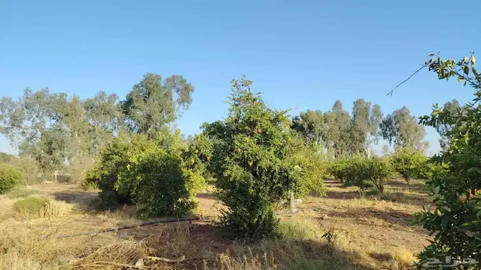 يوجد لدينا شجر حمضيات برتقال اليمون يوسفي البيع 2