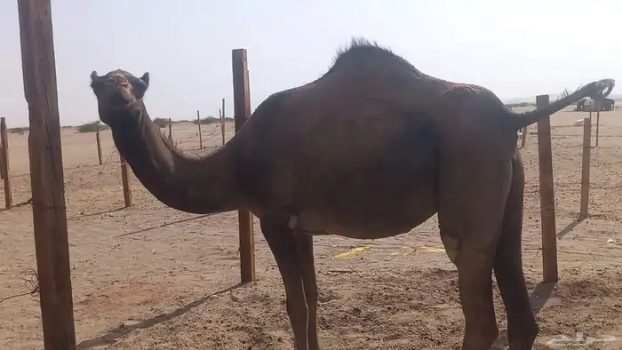 بكره جدعه لقحه مشروطه 5