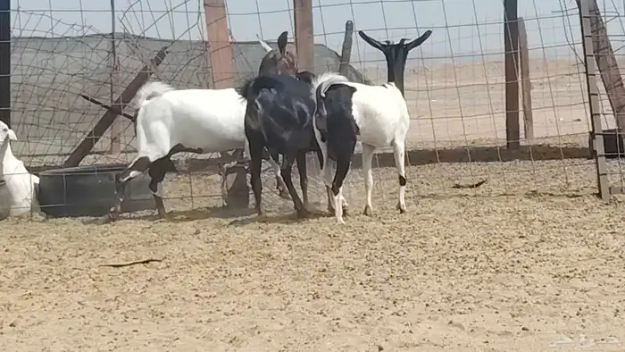 معزه جنوبيه العدد 3 روس 5