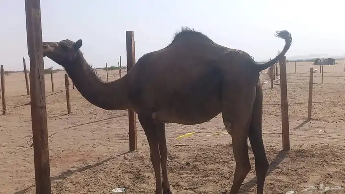 بكره جدعه لقحه مشروطه 3