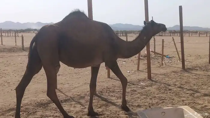 بكره جدعه لقحه مشروطه 0